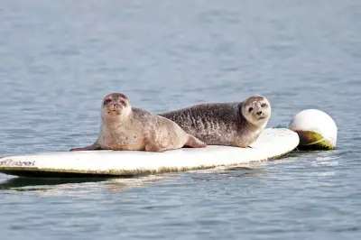 Dungarvan's Surfing Seals Could Get Permanent Statue as Town Icon