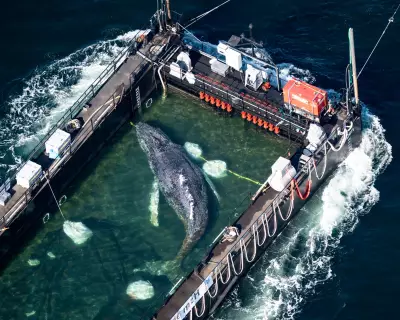 Experts Criticise Rescue of Stranded Whale Timmy as Inadvisable