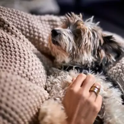 Experts Reveal Simple 30-Minute Method to Become Your Dog's Favourite Person