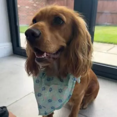 Family Offers £10k Reward and Uses Drones to Find Missing Dog Mabel