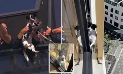 Firefighters Rescue Dog Trapped on 13th Floor of Sydney Apartment