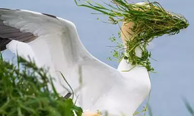 Gannet's Windy Moment Wins Nikon Comedy Wildlife Award