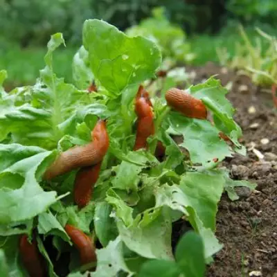 Gardener's Secret Weapon: Sheep's Wool Pellets to Banish Snails and Slugs