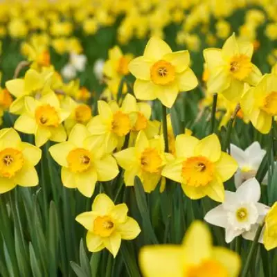 Gardening Expert Warns: Common Daffodil Mistake Could Prevent Next Year's Blooms