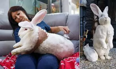 Giant Rabbit Weighs 21lb, But Study Links Bunny Ownership to Insomnia Risk