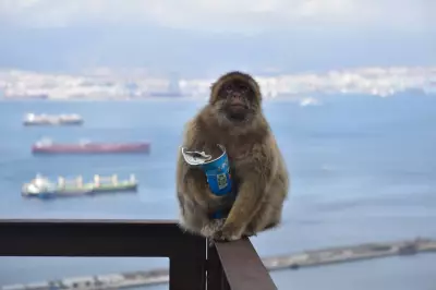 Gibraltar Macaques Eat Soil to Counter Junk Food Digestive Issues