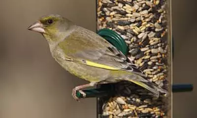 Greenfinch Numbers Plummet 67% in UK, RSPB Warns of Extinction Risk