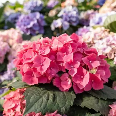 Hydrangeas to Thrive with Three Essential April Gardening Tasks