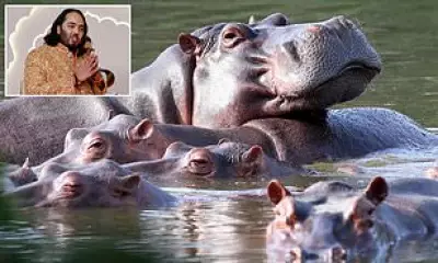 Indian Billionaire's Son Offers to Rescue Pablo Escobar's Hippos from Culling
