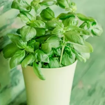 Keep Supermarket Basil Alive with One Simple Tip for Bountiful Harvest