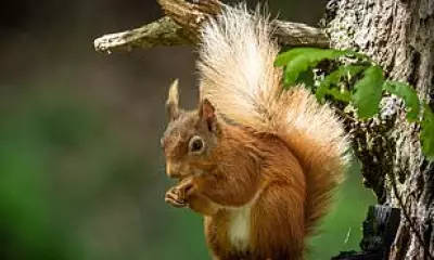 Nature Festival Mix-Up: Birdwatchers Mistaken for Nudists