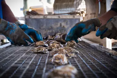 New York Oyster Industry Faces $2.4M Loss After Brutal Winter