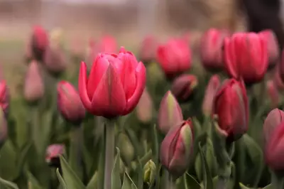 Northeast Weather Whiplash Threatens Flower Farms Before Mother's Day