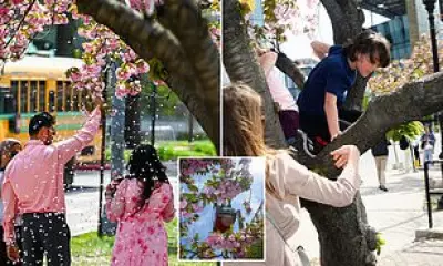 NYC Volunteers Protect Cherry Blossoms from Tourists on Roosevelt Island