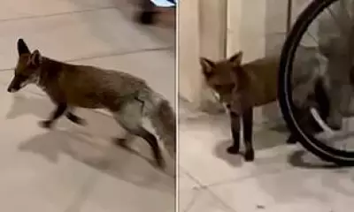 Parliamentary Fox 'Freda' Captured After Months of Security Breaches at Westminster