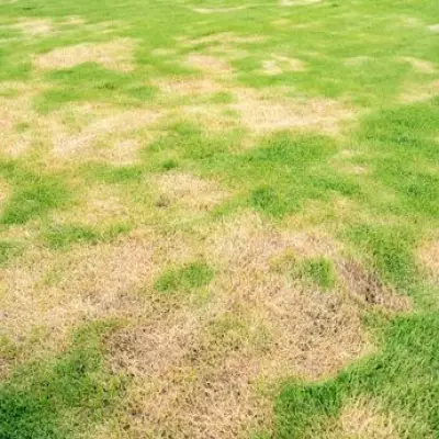 Patchy Lawns Can Recover by Summer with One Crucial April Task
