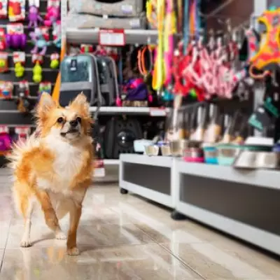 Pet Planet Enters Administration After 27 Years Serving UK Pet Owners