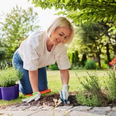 Plant Lavender Now for a Classic English Country Garden This Summer