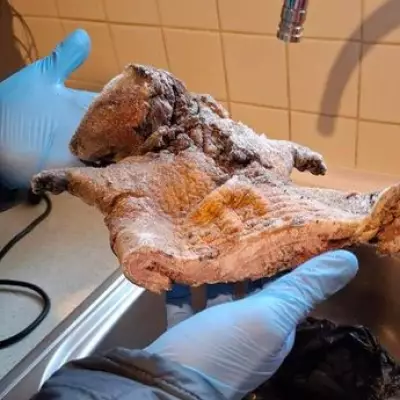 Police Seize Rat and Antelope Meat in London Raid Over Public Health Fears