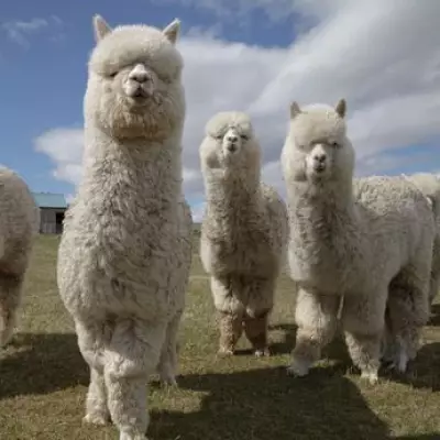 Rottweiler Attack Kills Four Alpacas on Cambridgeshire Farm