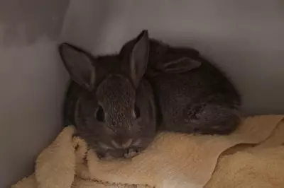 Three Baby Rabbits Rescued from North Sea Drilling Rig After Offshore Adventure