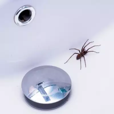 Three Natural Ingredients to Repel Spiders from Your Home This Spring
