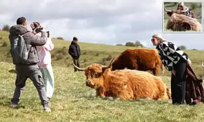 Tourists Ignore Warnings to Take Selfies with Highland Cows After Social Media Fame