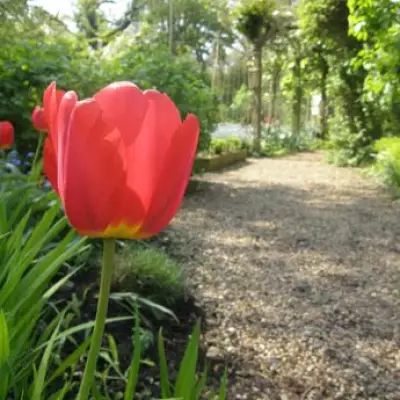 UK Gardeners Warned: Tulips Pose Serious Danger to Pets in April