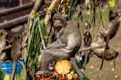 US Sailor Evacuated After Monkey Attack En Route to Strait of Hormuz