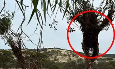 Venomous Caterpillars Create Human-Shaped Nests in Western Australia