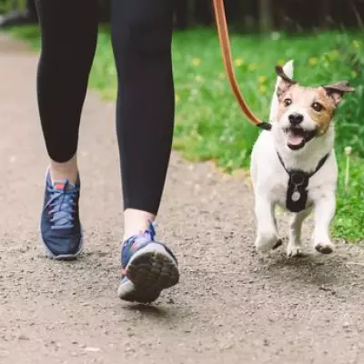 Vet Reveals Exact Daily Walk Times Your Dog Needs for Optimal Health