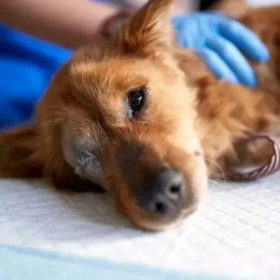 Vet's 'Unpopular Opinion' on Pet Euthanasia Sparks Emotional Debate Among Dog Owners