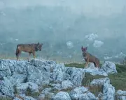 18 Wolves Found Dead in Italian Park in Suspected Poisoning Spree