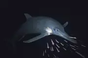 180 Million-Year-Old Dolphin-Like Sea Monster Survived Despite Injuries