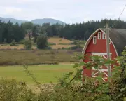 21 Dead Dogs Found on Washington Shore Spark Horror Movie Comparisons