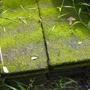 49p Cola Hack: The Surprising Moss Removal Solution for Patios and Furniture