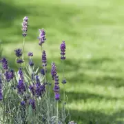 7 Low-Maintenance Plants That 'Thrive on Neglect' and Bloom Beautifully