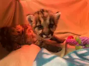 Abandoned Mountain Lion Cub Crimson Rescued in Santa Monica Mountains