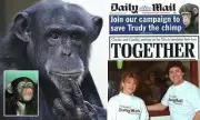 Abused Chimpanzee Trudy Celebrates 30th Birthday After Daily Mail Rescue Campaign
