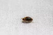 Accidental Lab Discovery Reveals Bed Bugs' Surprising Fear of Water