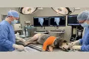 AI Dog Scam: Florida Family Targeted with Fake Vet Images for $2,800 Ransom