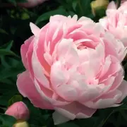 Alan Titchmarsh Reveals Key Peony Mistakes: 'Don't Bother' Splitting Them
