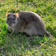Alan Titchmarsh's Two Key Changes to Deter Rats from Your Garden