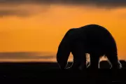 Alaska Village Seeks to Revive Polar Bear Tourism with New Rules