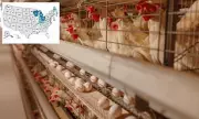 Antibiotic-Resistant Salmonella from Backyard Poultry Sickens 34 in US