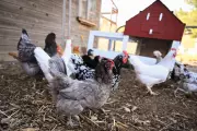 Antibiotic-Resistant Salmonella Outbreak Linked to Backyard Poultry