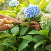 April Hydrangea Pruning Guide for Mophead and Lacecap Varieties