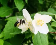 Ashy Mining Bees: Solitary Yet Social Pollinators in Springtime Hampshire