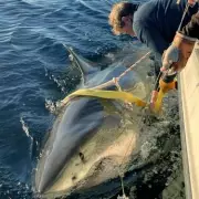 Atlantic's Largest Tagged Great White Shark Makes Sudden Coastal Movement