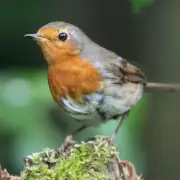 Attract Robins to Your Garden with the Perfect Open-Fronted Bird Box